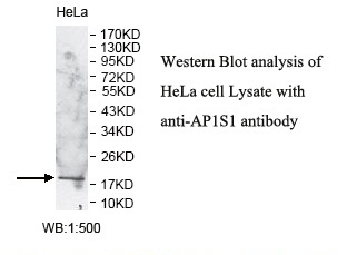 AP1S1 Antibody