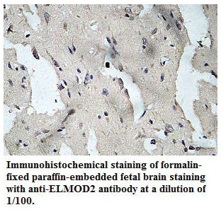 ELMOD2 Antibody