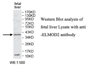 ELMOD2 Antibody