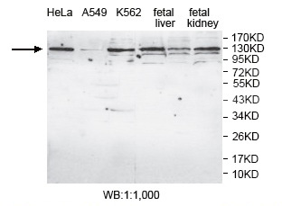 AP4E1 Antibody