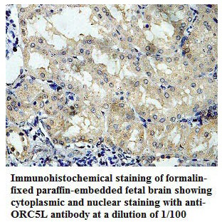 ORC5L Antibody