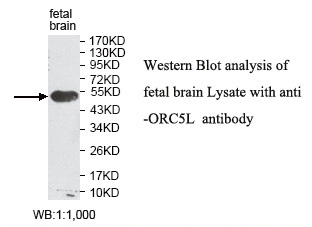 ORC5L Antibody