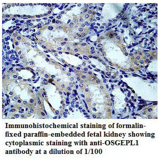 OSGEPL1 Antibody