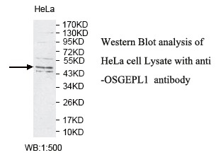 OSGEPL1 Antibody