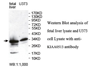 KIAA0513 Antibody