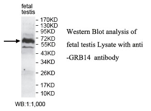 GRB14 Antibody