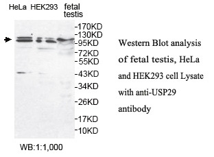 USP29 Antibody