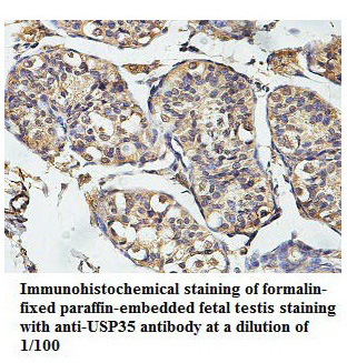 USP35 Antibody