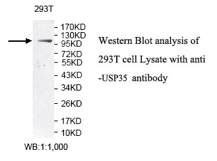 USP35 Antibody