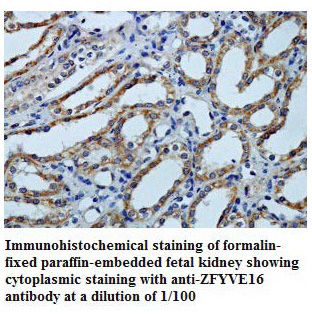 ZFYVE16 Antibody