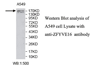 ZFYVE16 Antibody