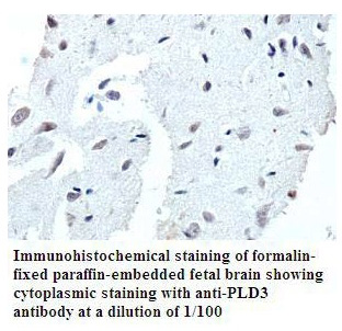 PLD3 Antibody