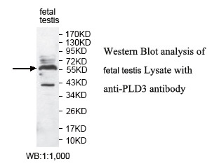 PLD3 Antibody