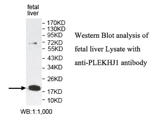 PLEKHJ1 Antibody