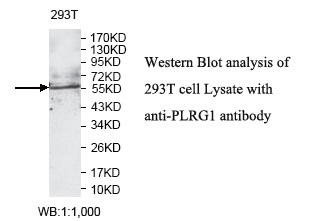 PLRG1 Antibody