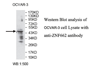 ZNF662 Antibody