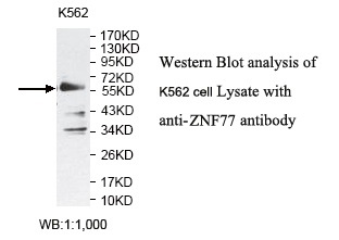 ZNF77 Antibody