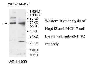 ZNF792 Antibody