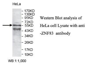 ZNF83 Antibody