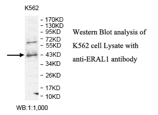 ERAL1 Antibody