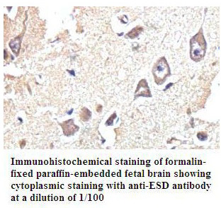 ESD Antibody