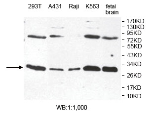 ESD Antibody