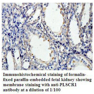 PLSCR1 Antibody