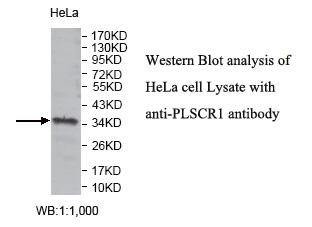 PLSCR1 Antibody