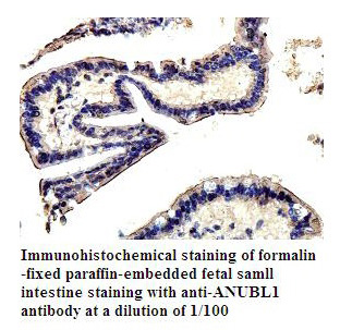 ANUBL1 Antibody