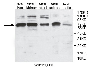 ANUBL1 Antibody