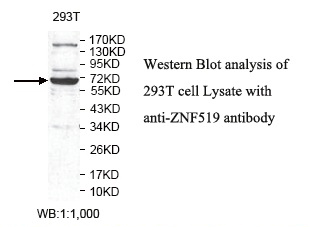 ZNF519 Antibody