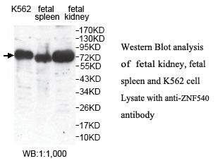 ZNF540 Antibody