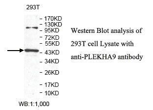 PLEKHA9 Antibody