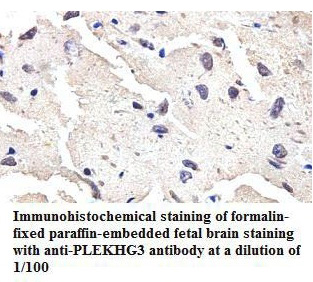 PLEKHG3 Antibody