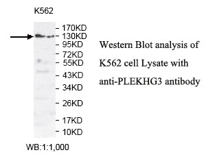 PLEKHG3 Antibody