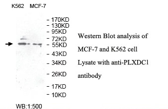 PLXDC1 Antibody