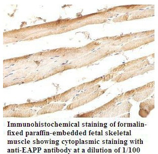 EAPP Antibody