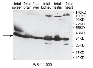 EAPP Antibody