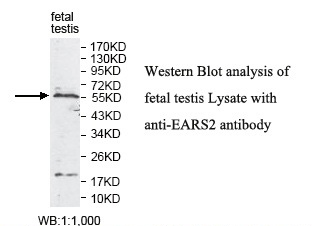 EARS2 Antibody