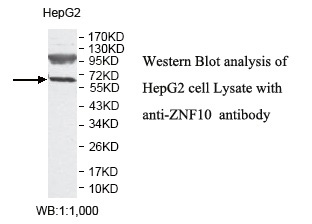 ZNF10 Antibody