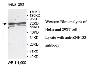 ZNF133 Antibody