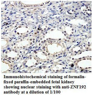 ZNF192 Antibody