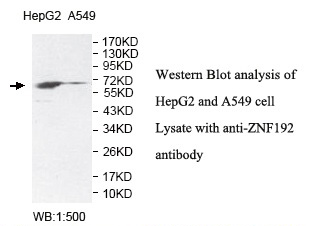 ZNF192 Antibody