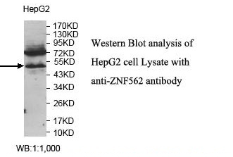 ZNF562 Antibody