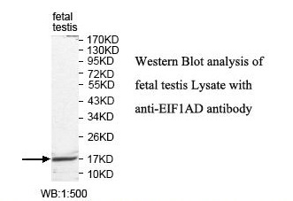 EIF1AD Antibody