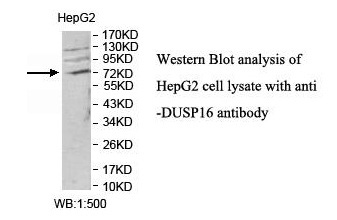 DUSP16 Antibody