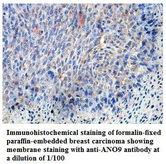 ANO9 Antibody