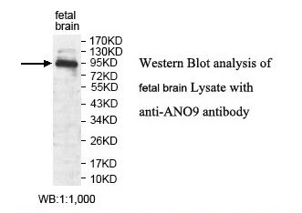 ANO9 Antibody