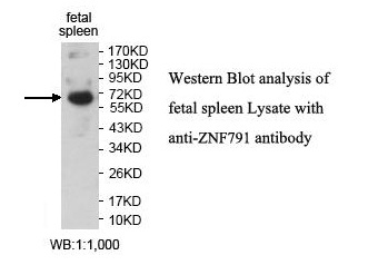 ZNF791 Antibody