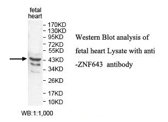 ZNF643 Antibody